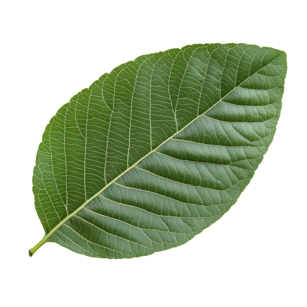 Isolated guava leaf showcasing its vibrant green color and textured surface against a transparent background, guava leaf isolated on transparent background png