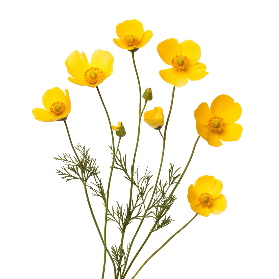 Beautiful buttercup flowers arranged artistically on a transparent background for a vibrant and fresh look, Buttercup flowers isolated on transparent background cutout png