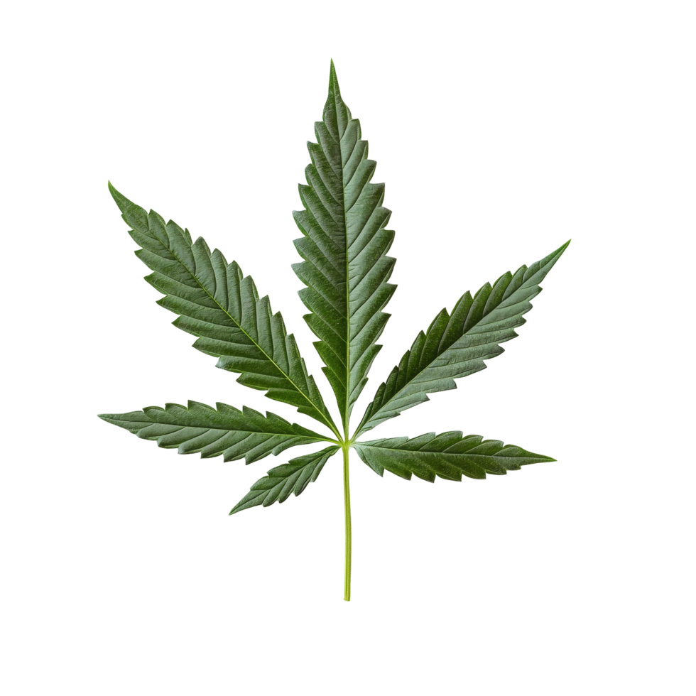 A detailed cannabis leaf rests on a pristine transparent background showcasing its unique features and vibrant green color, cannabis leaf on transparent background png
