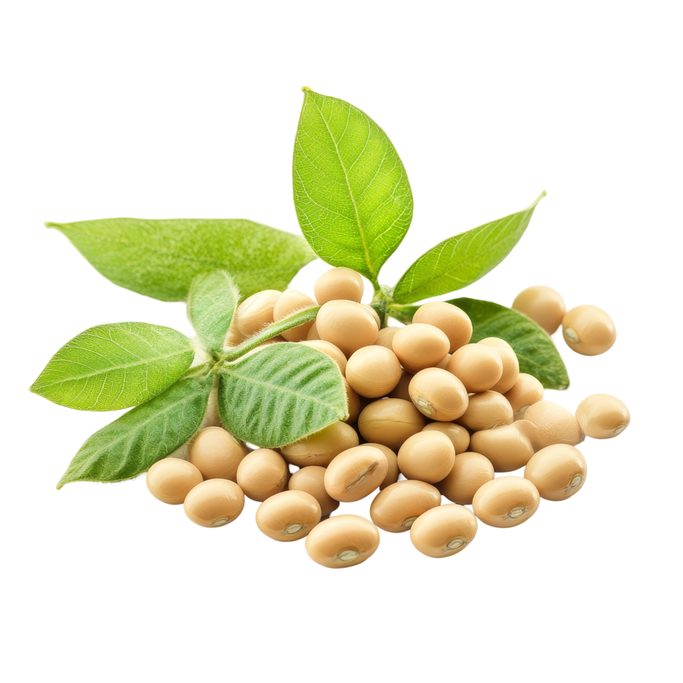 Soybean seeds with green leaves isolated on a transparent background for agricultural and culinary use in cooking, Soybean isolated png