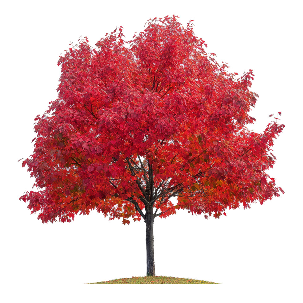 Vibrant maple tree with stunning red foliage against a transparent background showcasing autumns beauty, Maple tree isolated, transparent background png