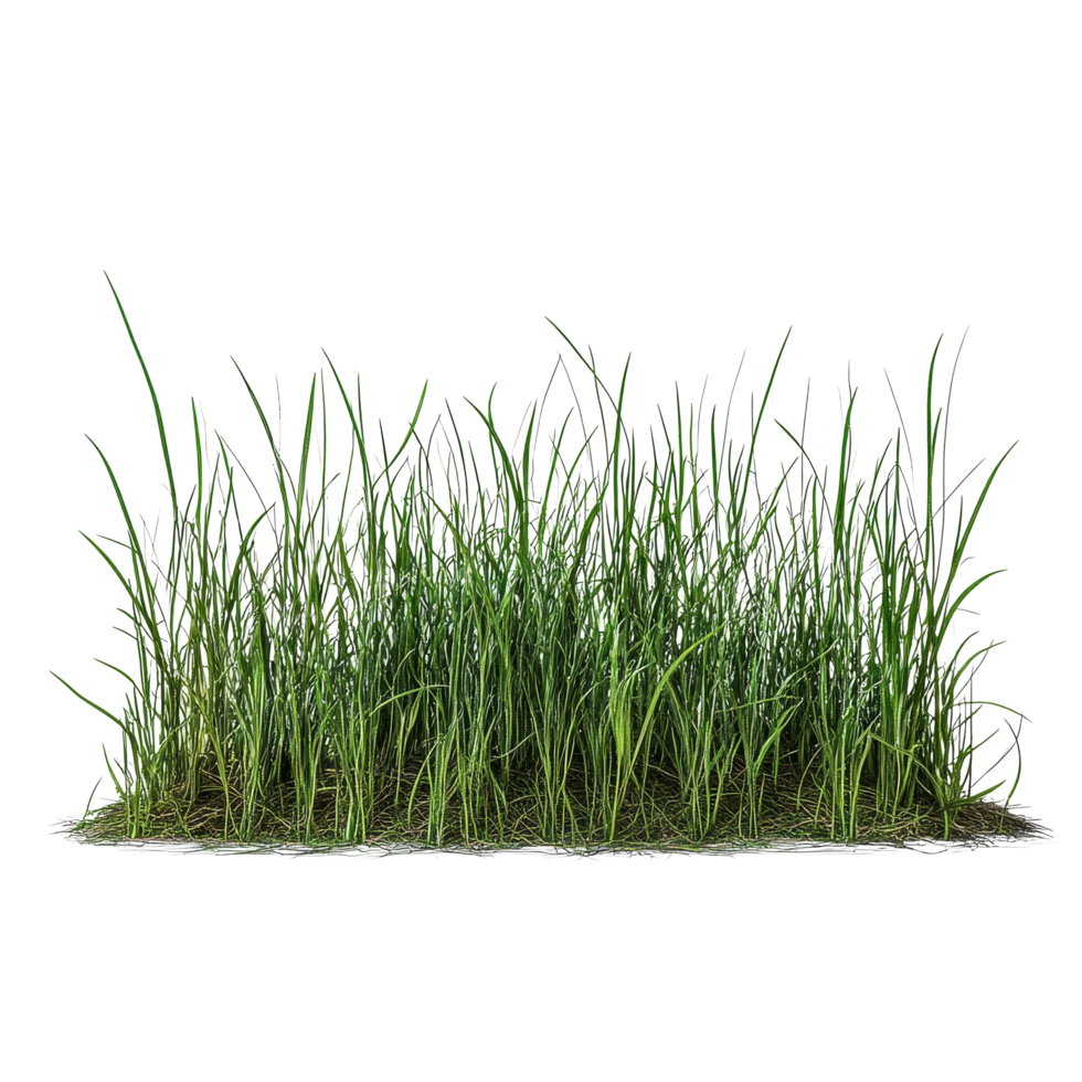 Bentgrass stack with vibrant green blades on a clean transparent background showcasing its lush texture, Bentgrass stack border transparent background png