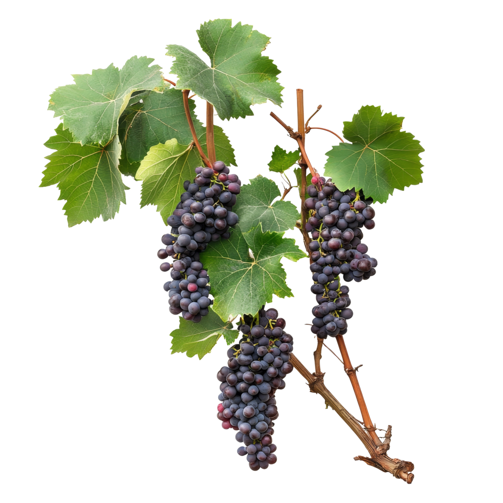 Fresh organic grape vine with clusters of ripe grapes against a clean transparent background, Fresh organic grape tree on transparent background. grape plants transparent background png