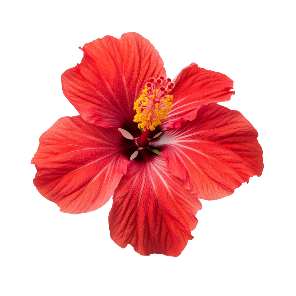 Vibrant red hibiscus flower isolated on a bright transparent background showcasing intricate petal details and structure, hibiscus flower on transparent background png