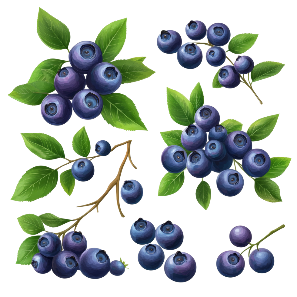 Fresh blueberry fruits with green leaves on a bright transparent background in vibrant arrangements, Blueberry fruits with leaf branches isolated on a transparent background png