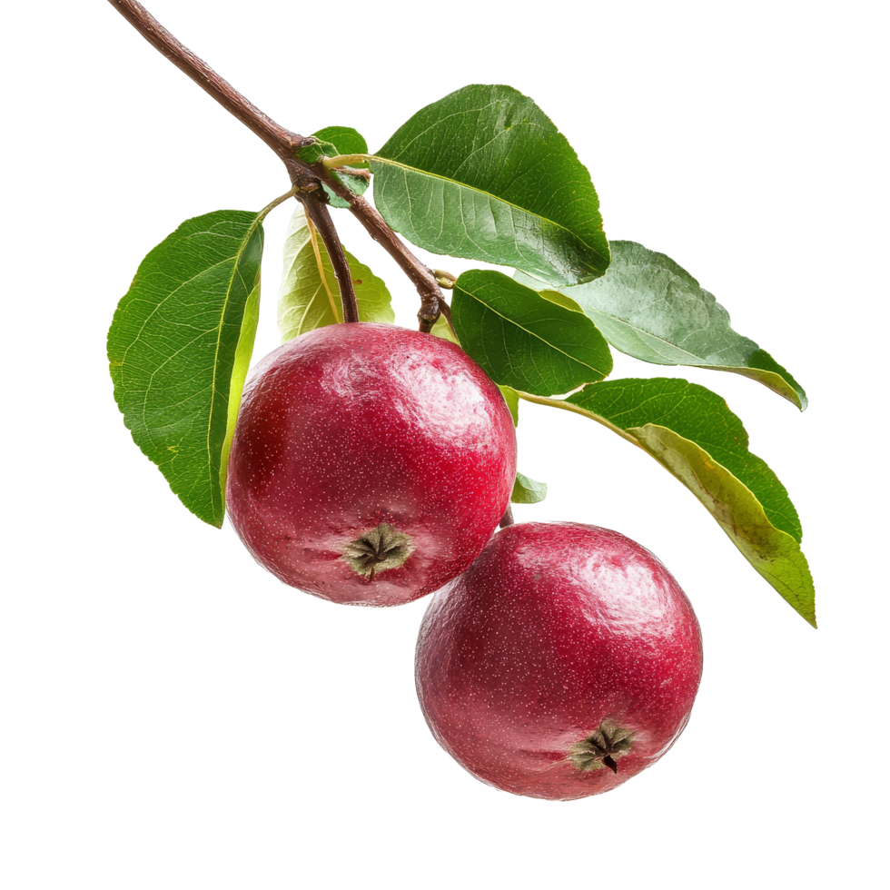 Fresh mamiew pomerac Malay apple hanging on a branch with vibrant green leaves in natural light, Mamiew Pomerac or Malay Apple Syzygium Malaccense isolated on transparent background png