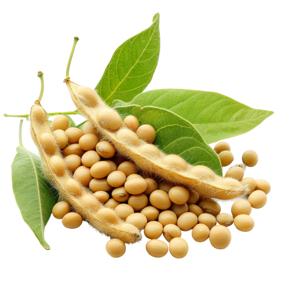 Freshly harvested soybeans with pods and green leaves isolated on a transparent background for agricultural use, Soybean isolated png