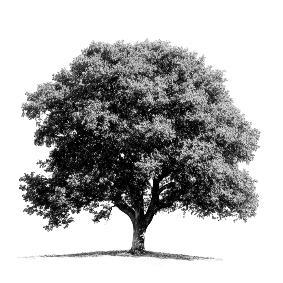 An oak tree stands tall against a transparent background, showcasing its rich foliage and sturdy trunk in natural splendor, oak tree transparent background big png