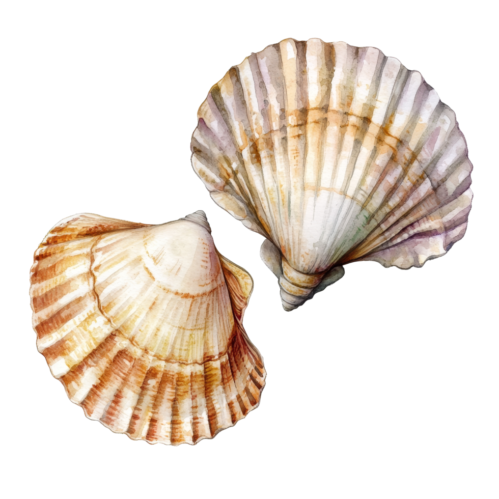 Watercolor depiction of two vintage shells on a clean transparent background showcasing intricate details and textures, Retro vintage two shells on transparent background png