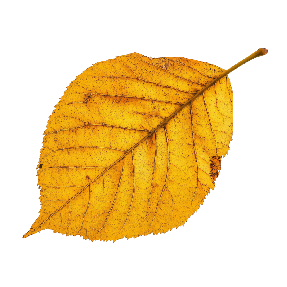 A vibrant yellow autumn leaf delicately resting on a bright transparent background captured in detail during fall season, yellow autumn leaf on isolated transparent background png