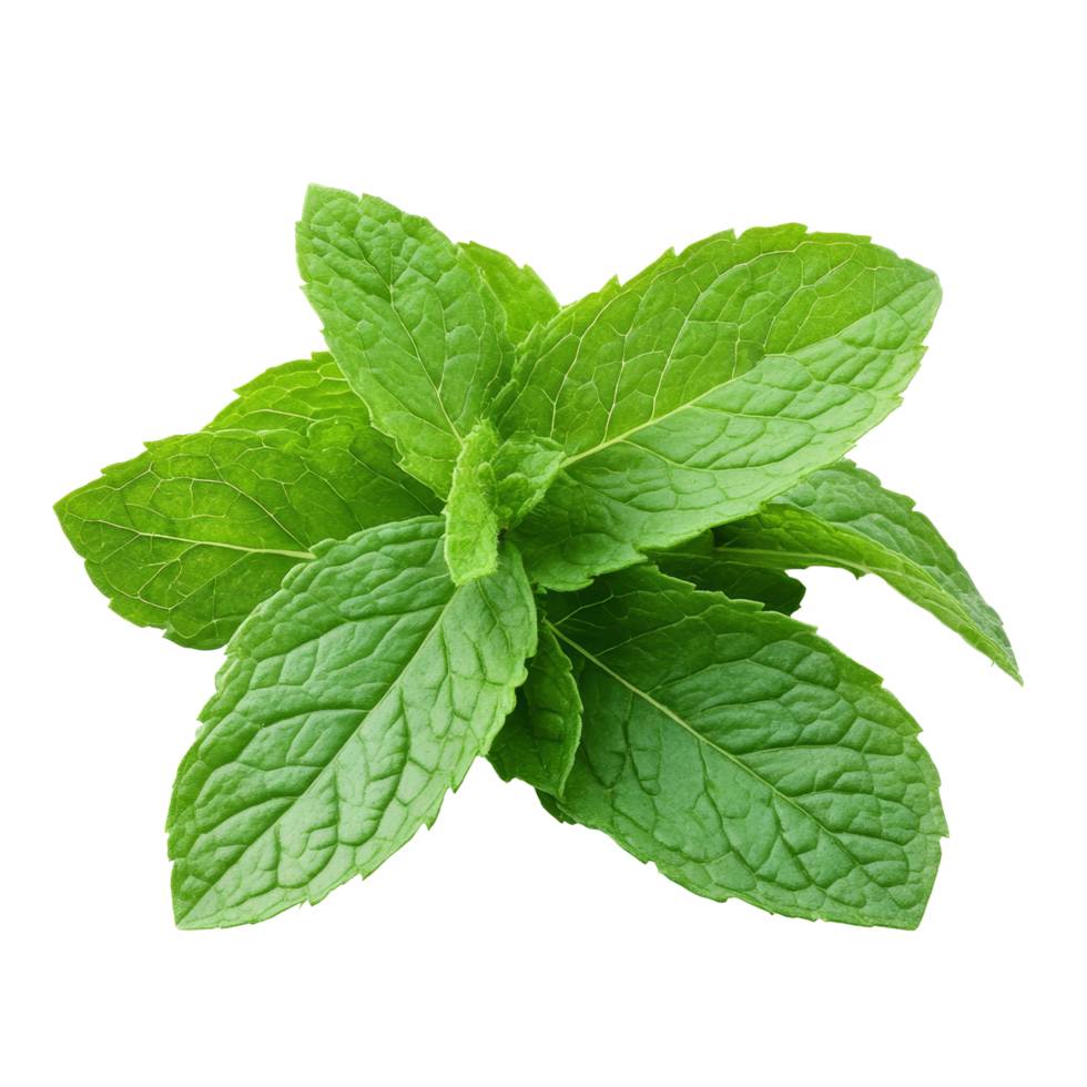 Fresh mint leaves isolated on a transparent background perfect for culinary use or garnish in recipes, Fresh mint leafs isolated on transparent background png