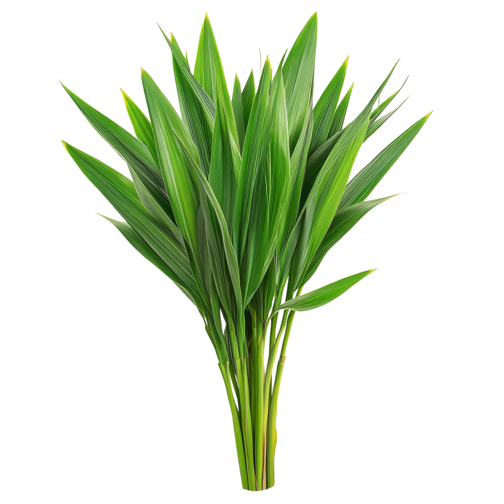 Fragrant pandan leaves arranged against a clean transparent backdrop showcasing their lush green texture, Pandanus Palm, Fragrant Pandan, Pandom wangi on transparent background png