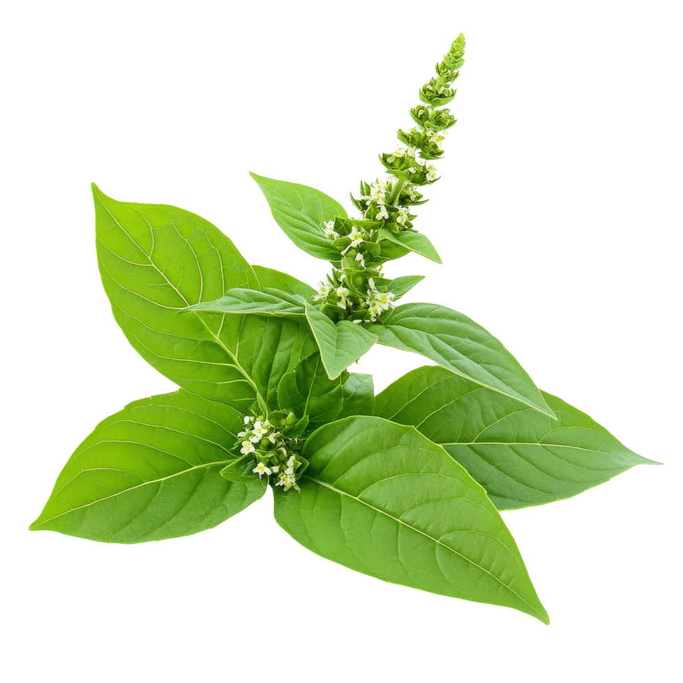 Holy Basil Ocimum sanctum leaves and flowers isolated on a plain transparent background showcasing natural beauty, Holy Basil,Ocimum sanctum leaf isolated on transparent background png