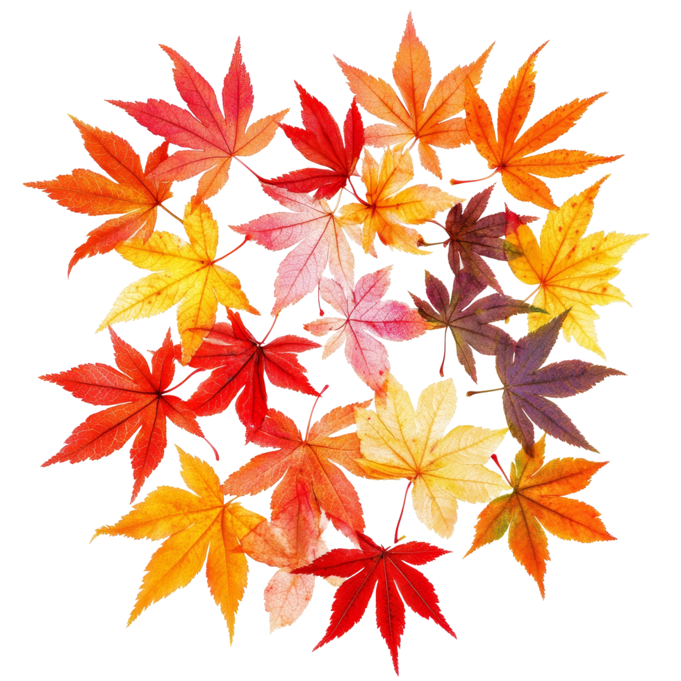 Vibrant autumn leaves in shades of red, orange, and yellow arranged on a transparent background, capturing the essence of koyo in a delicate display, Colorful Autumn Leaves Koyo, transparent png