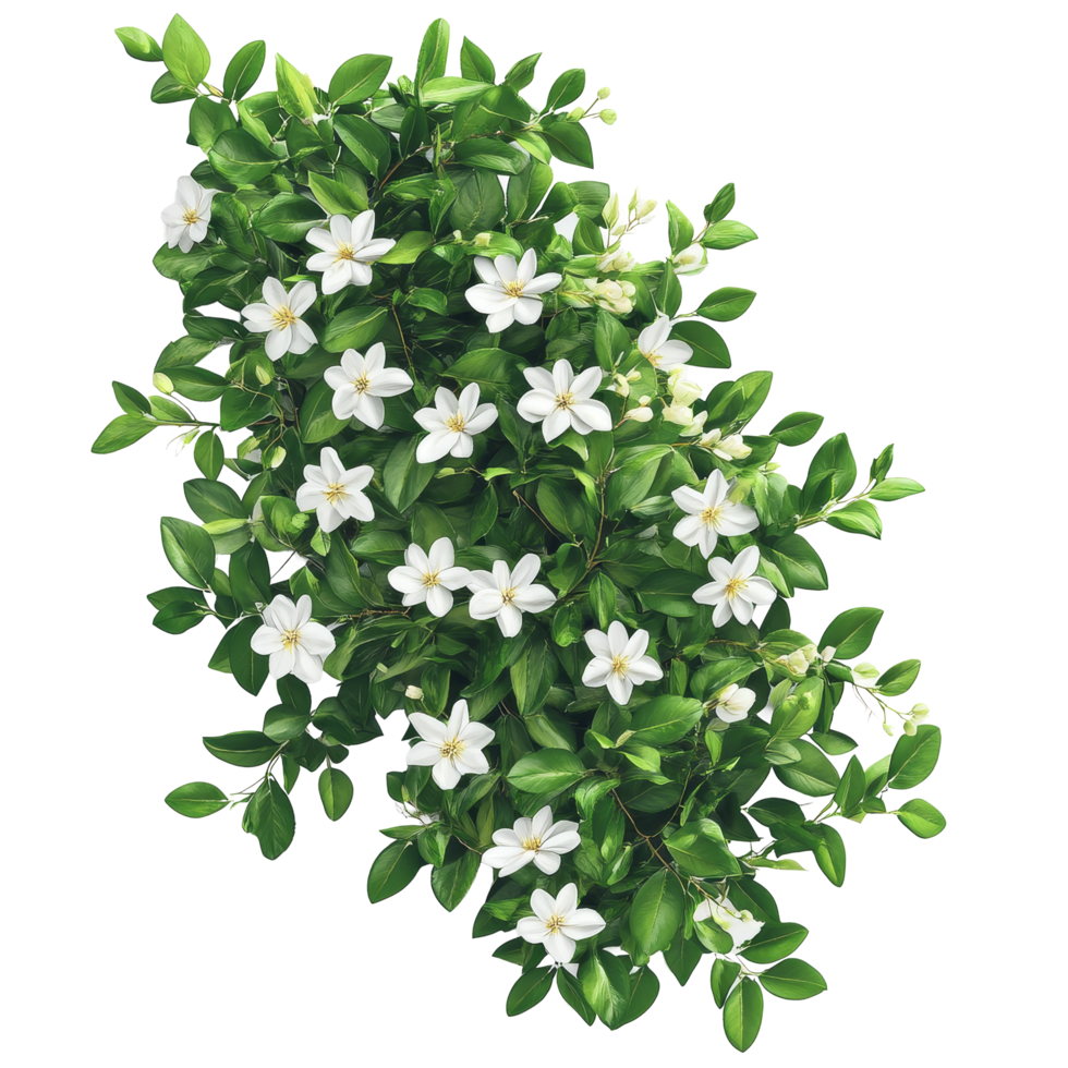 Bush with lush green leaves and delicate transparent flowers displayed on a transparent background for a fresh botanical aesthetic, Bush with Green Leaves and transparent Flowers on transparent png
