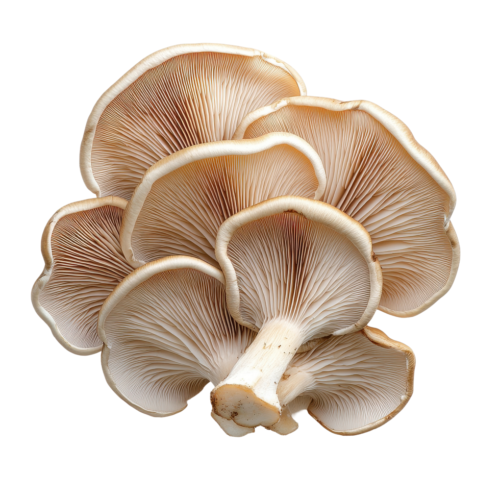 Oyster mushroom isolated on Transparent background showcasing delicate texture and unique shape for culinary uses, oyster mushroom isolated on background png
