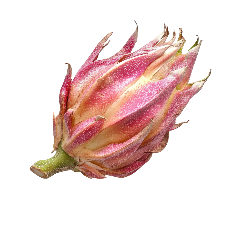 Closeup view of vibrant dragon fruit showcasing its unique pink skin and green stem against a Transparent background, Close up Dragon Fruitisolated on background png