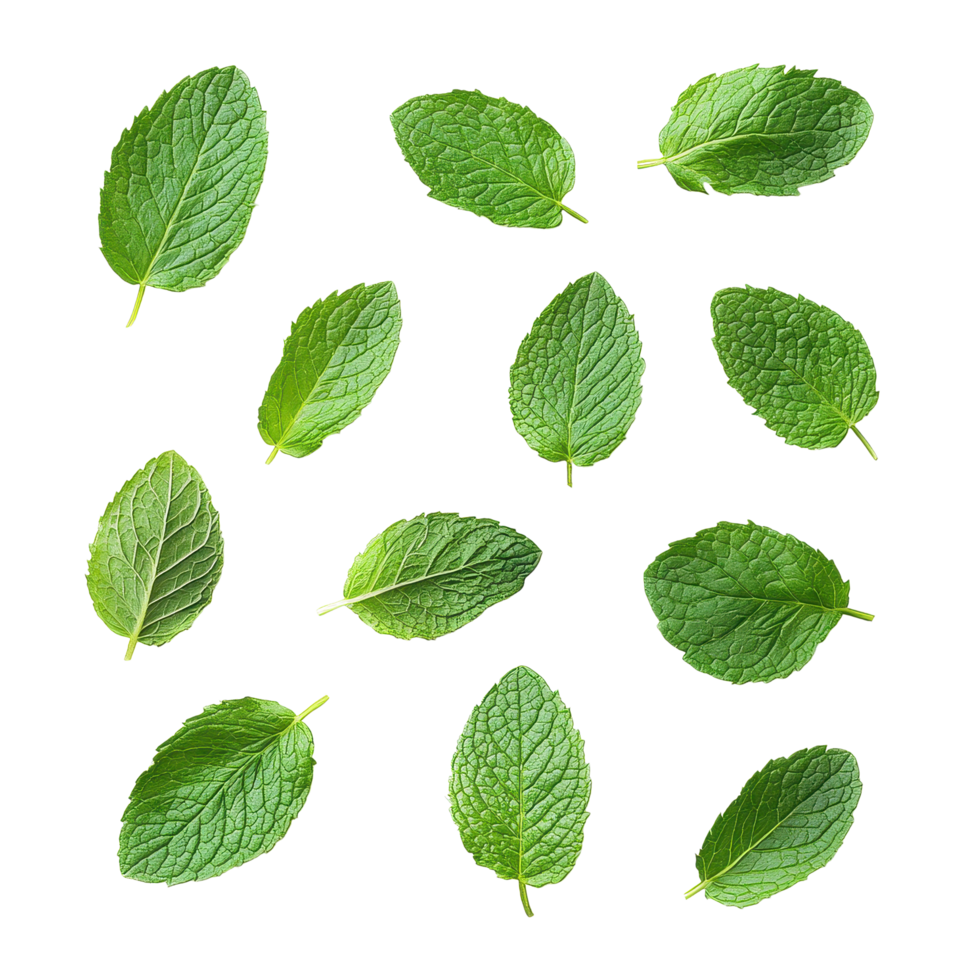 Fresh mint leaves arranged neatly on a clean white background for culinary use and decoration, Fresh mint leafs isolated on white background png