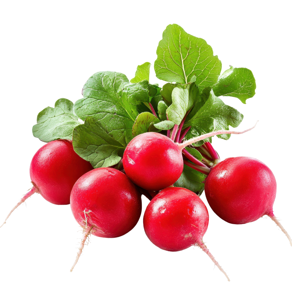Fresh radish bunch with vibrant green leaves on white background showcasing natural produce, fresh radish on white background png