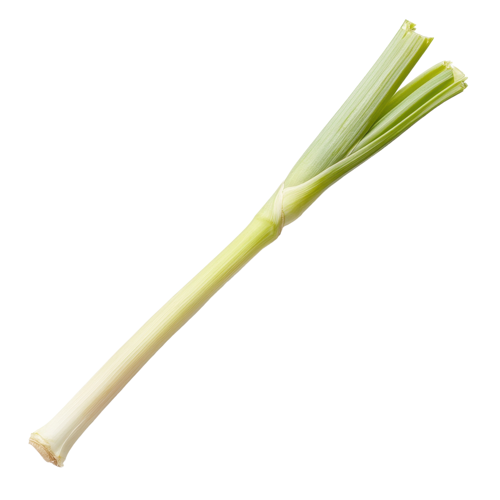 Fresh lemongrass stalk isolated on Transparent background for culinary and aromatic uses, slice of fresh Lemongrass isolated on background png