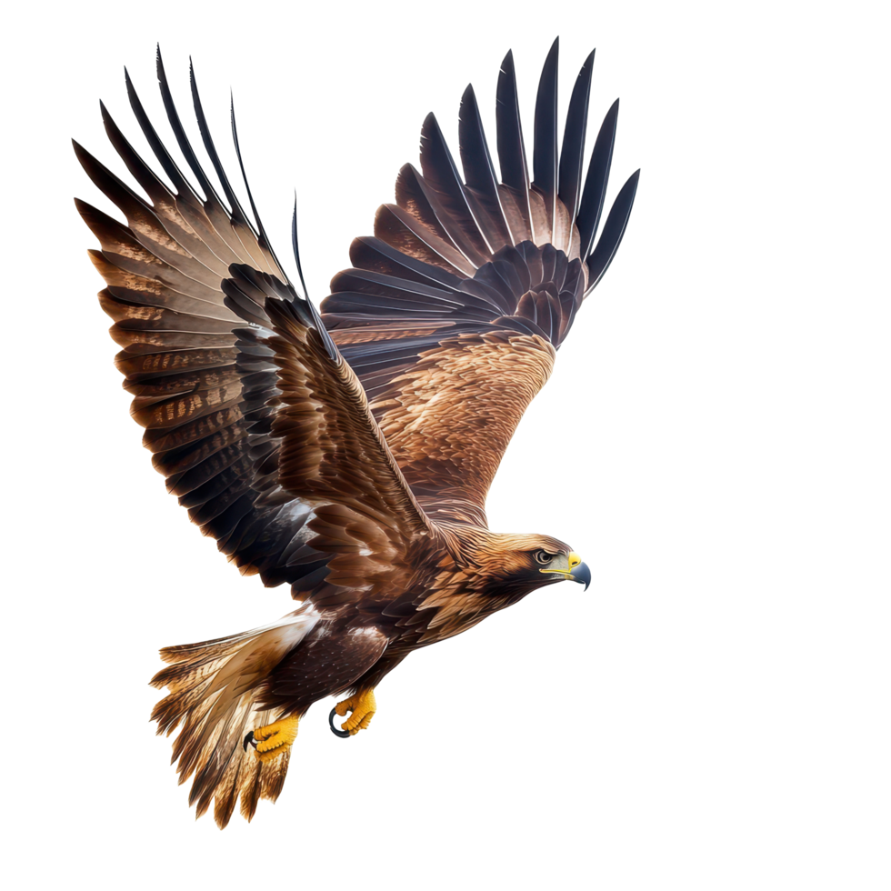 Majestic golden eagle aquila chrysaetos soaring with wings extended in clear sky, hunting golden eagle, aquila chrysaetos, isolated on White background png