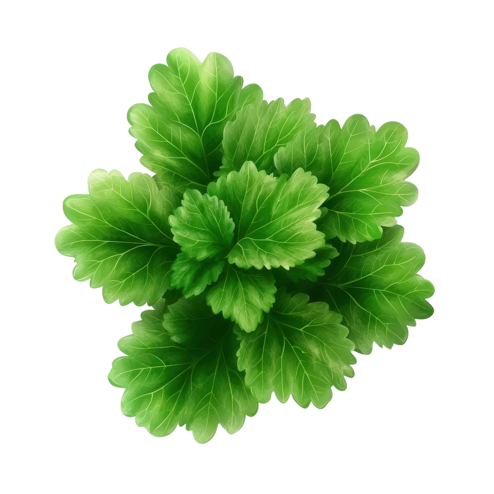 Fresh celery mint parsley leaves isolated on a transparent background in high resolution, Celery Mint Parsley leaf isolated on trransparent png
