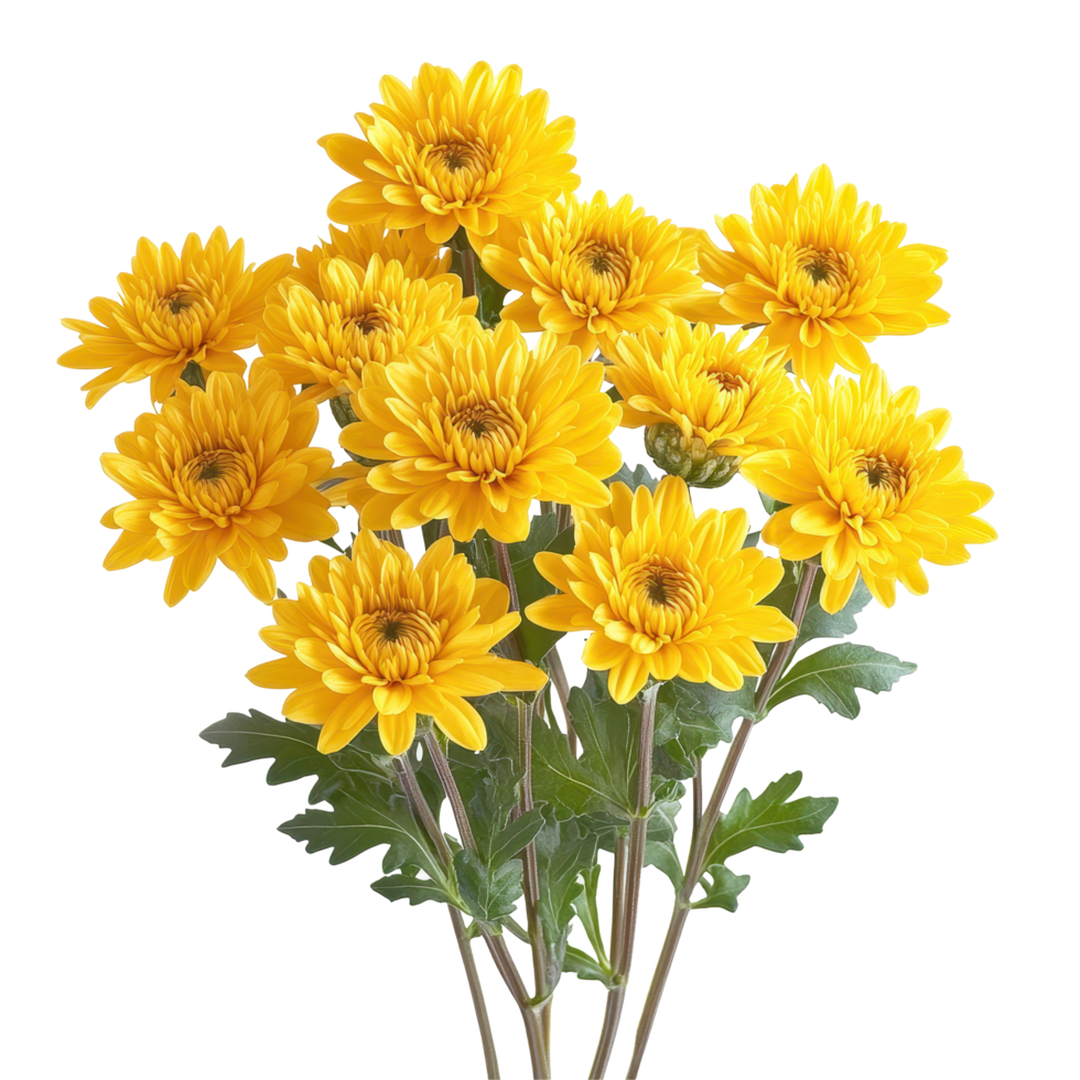 Beautiful yellow chrysanthemums arranged with lush green leaves on a Transparent background, yellow chrysanthemums isolated on background png