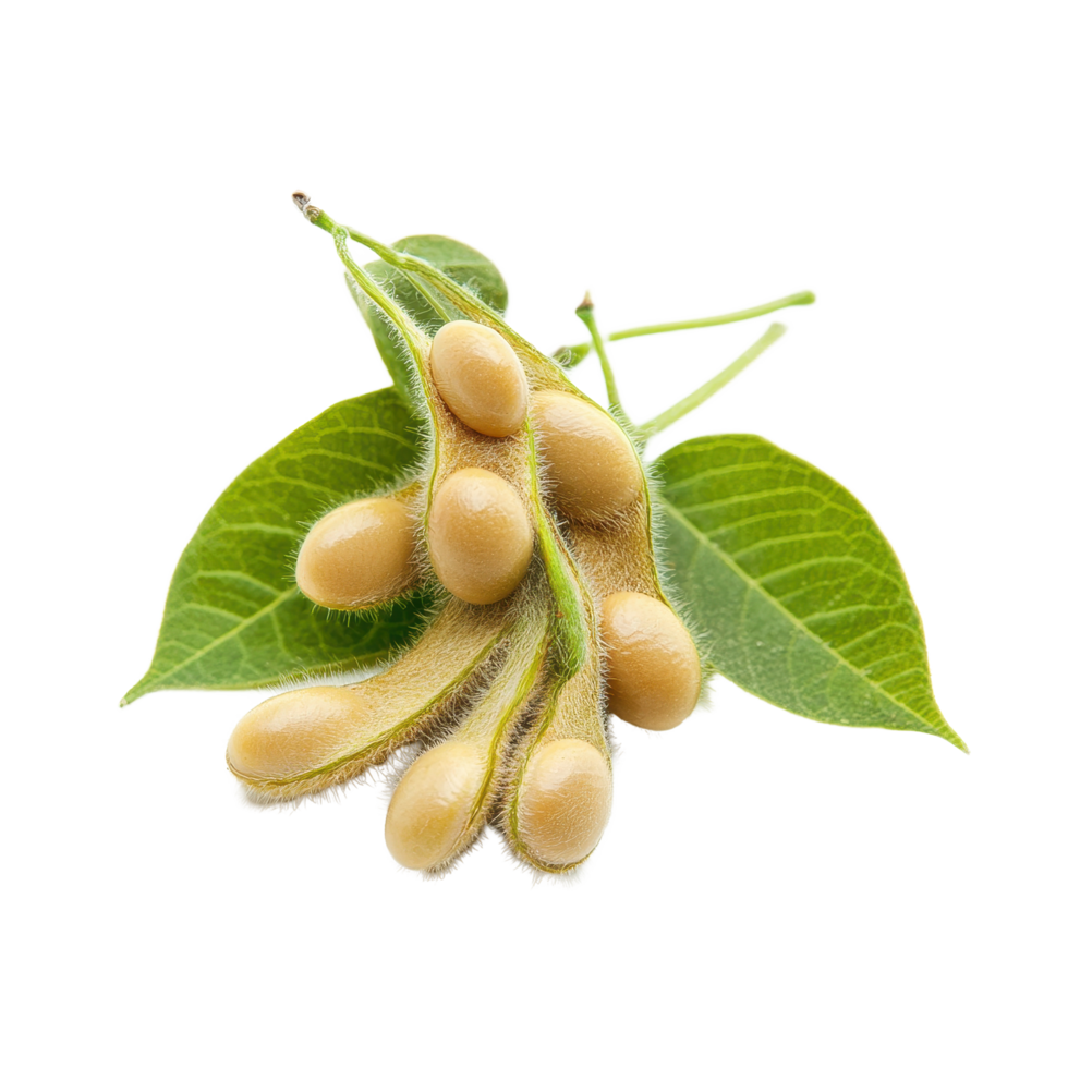 Close up view of fresh soybean pods with leaves on a Transparent background showcasing agricultural detail, Close up Soybean isolated on background png