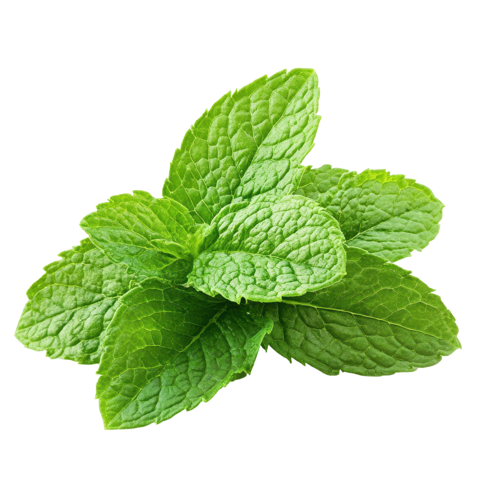 Fresh mint leaves isolated on Transparent background for culinary and decorative uses, mint isolated on background png