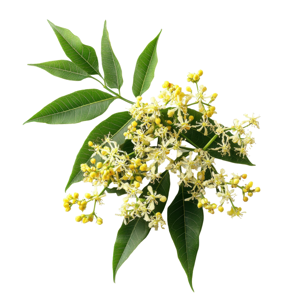 Neem flower and leaves on a Transparent background showcasing the vibrant details of this medicinal plant, Medicinal neem flower on background png
