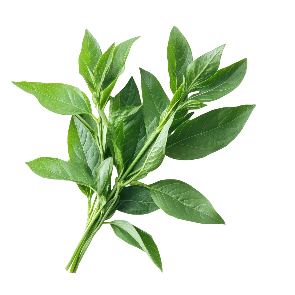 Fresh green leaves of Kariyat, also known as Andrographis paniculata, are shown against a clean Transparent background, Kariyat or Andrographis paniculata green leaves on background png