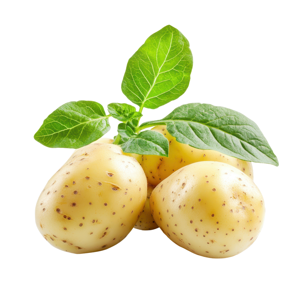 Fresh young potatoes with green leaves isolated on a Transparent background for culinary use, young potatoes isolated, isolated on background png