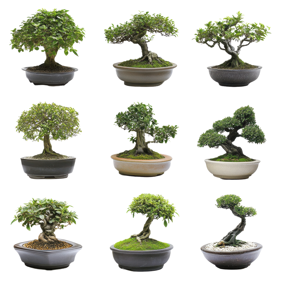 Bonsai trees in decorative pots displayed against a clean white background, Bonsai Trees in Pots on white background png