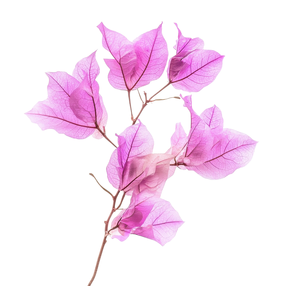 Closeup view of bougainvillea flowers showcasing vibrant colors and delicate textures, Closeup view blooming orange bougainvillea flowers isolated on Transparent background png