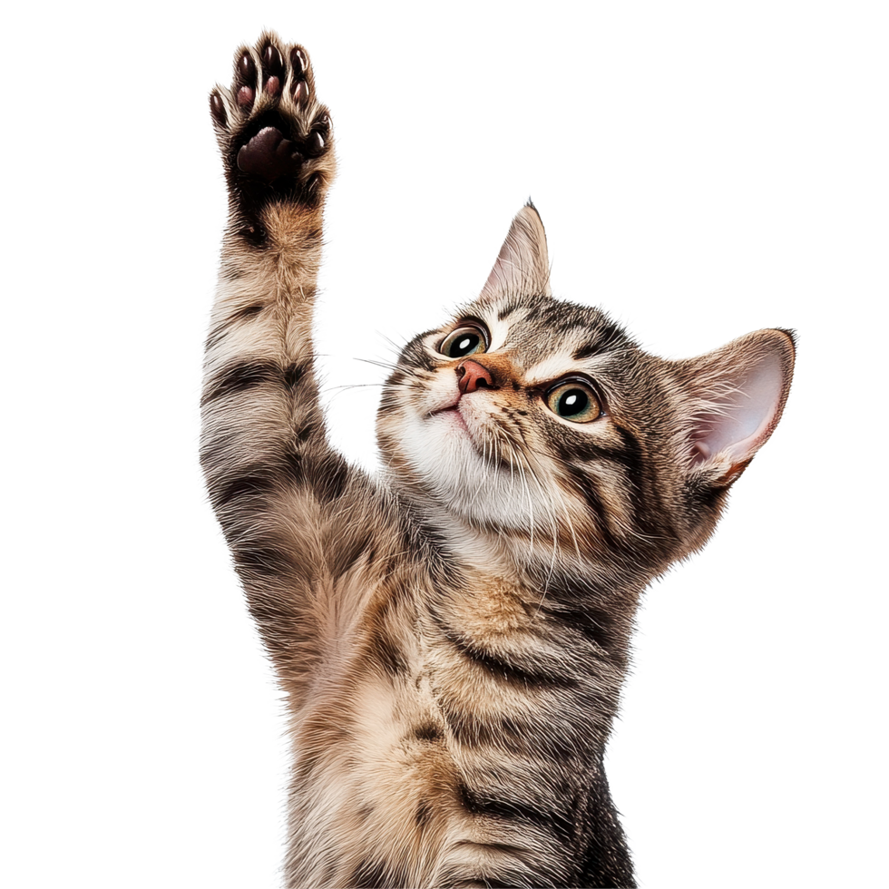 Cat gives high five and poses for camera in striking isolated setting, cat giving high five, look on camera, isolated white background png