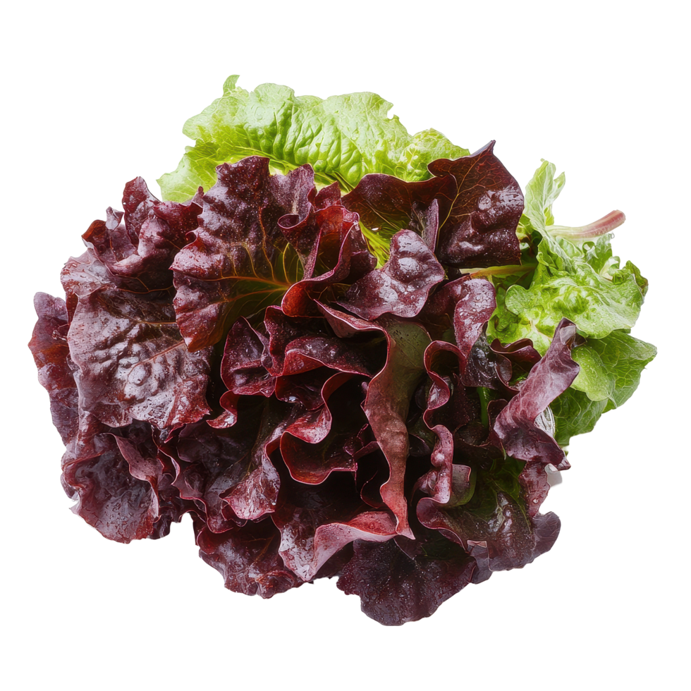 Fresh red lettuce isolated on white background creating a vibrant culinary presentation for healthy dishes, Fresh red lettuceisolated on white background png