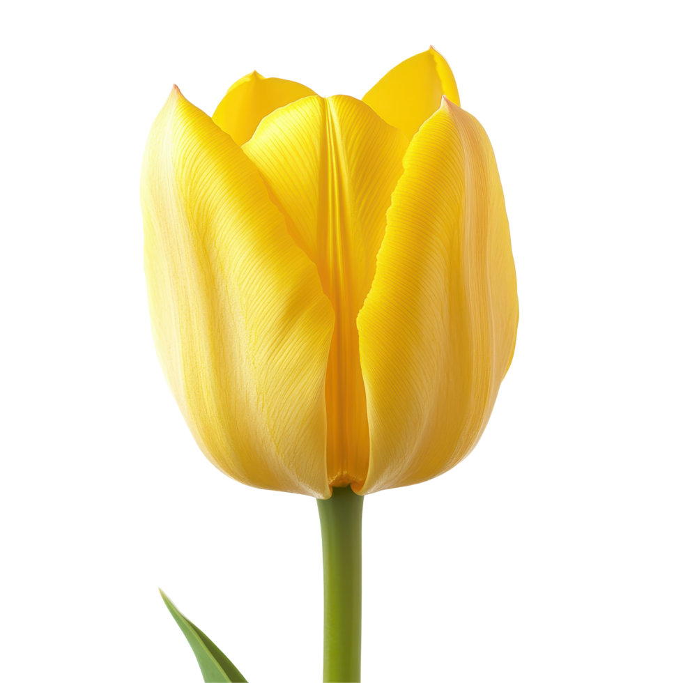 Bright yellow tulip close up stands out against a Transparent background showcasing floral beauty, Yellow tulip close up isolated on background png