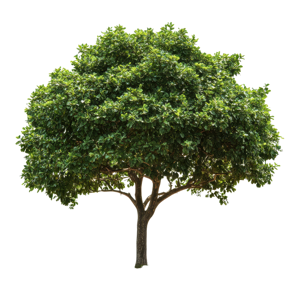 Closeup of an isolated tree with lush green foliage on a Transparent background showcasing natural beauty and simplicity, Closeup a tree isolated on a isolated on background png