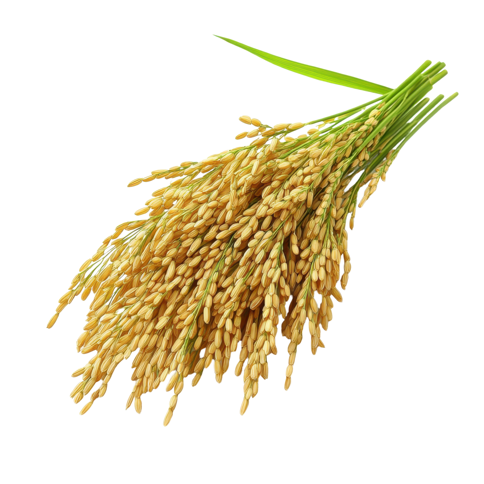 Paddy rice bunch with grains isolated against a clean Transparent background, paddy rice isolated on on background png