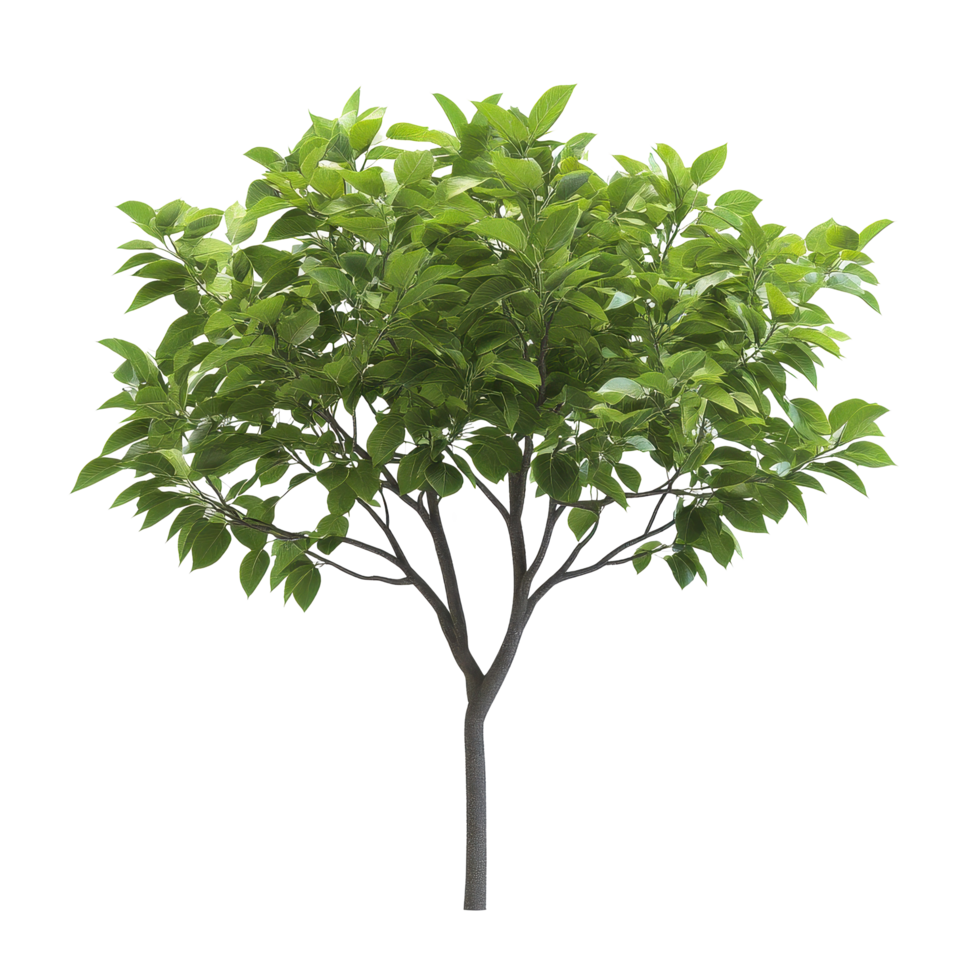 Lush green tree with vibrant leaves against a clean Transparent background showcasing natural beauty and simplicity, tree with green leaves on a background png