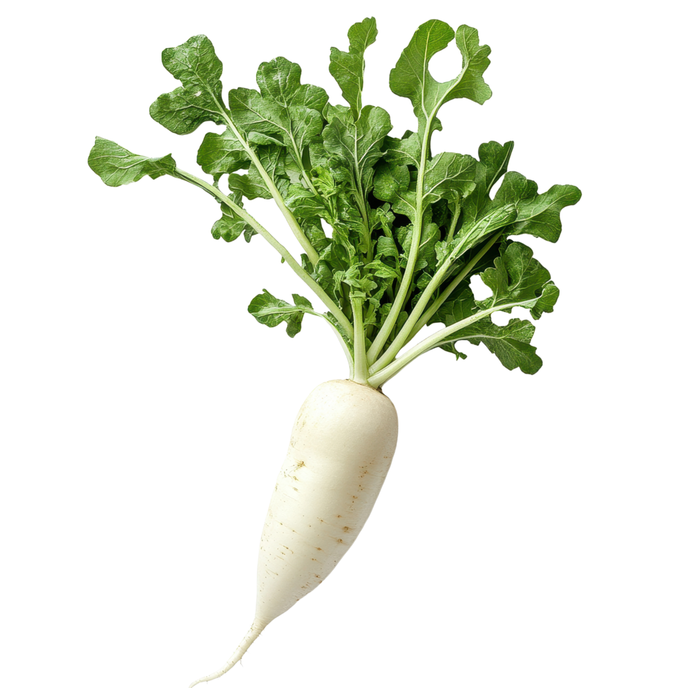 Fresh white radish with green leaves on a clean white surface highlighting its natural beauty and freshness, fresh white radish on white background png