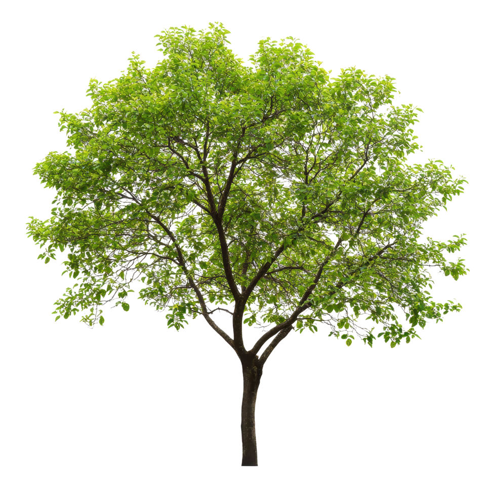 Tree with sparse natural leaves standing alone against a white background in a serene environment during daylight, Image a tree with few natural leaves isolated on a isolated on white background png