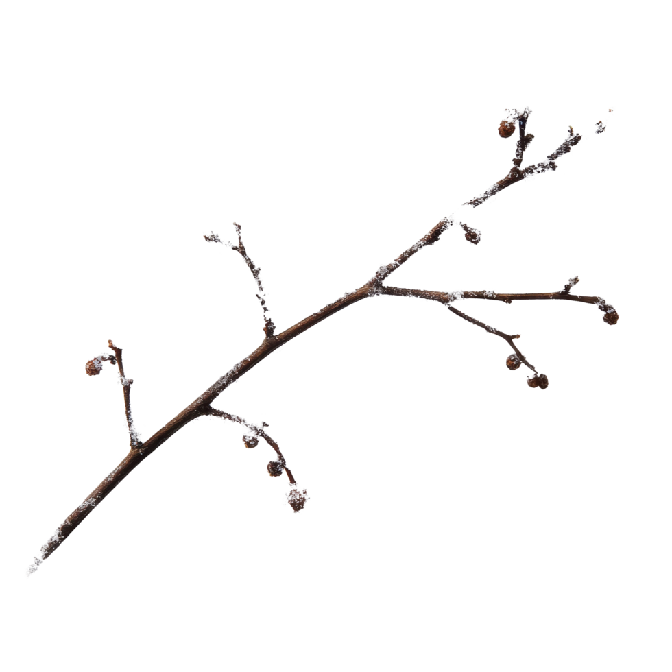 Branch covered in snow against a white background showcasing winters beauty and tranquility, Branch covered in snow isolated on white background png