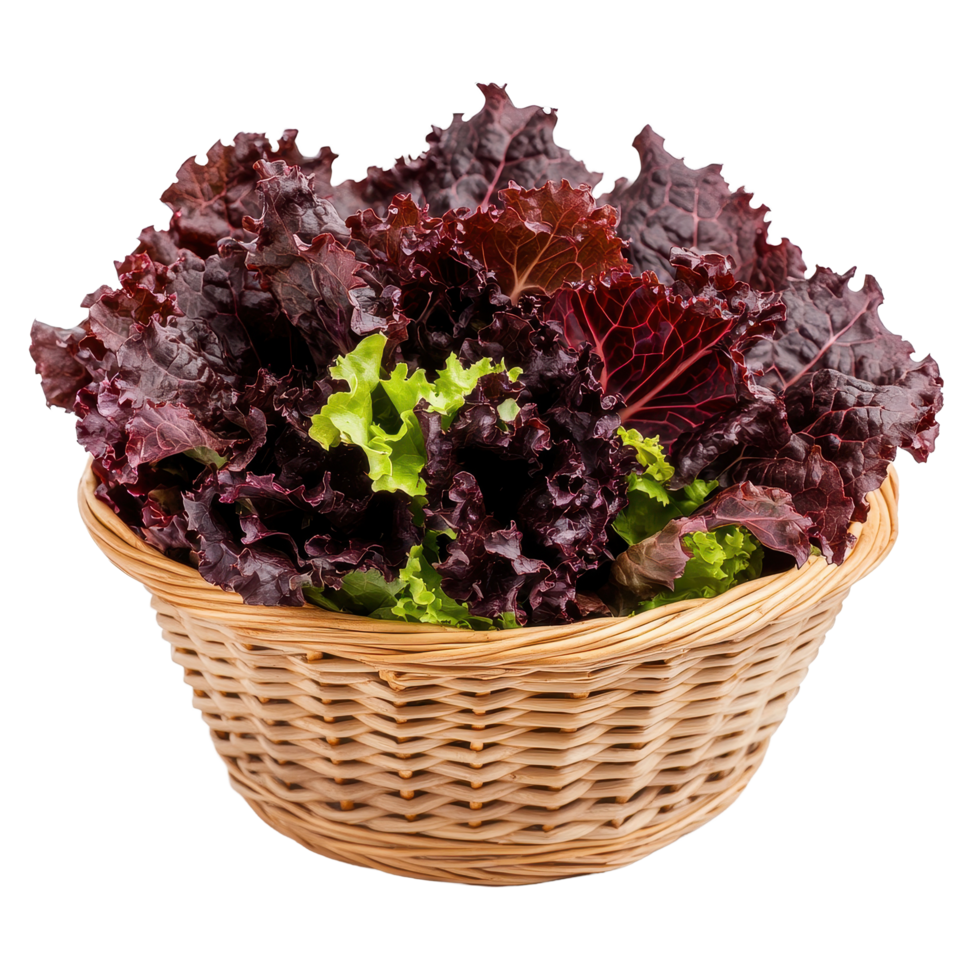 Fresh red lettuce in a woven basket isolated on a white background, perfect for healthy meals and salads, Fresh red lettuce in the basketisolated on white background png
