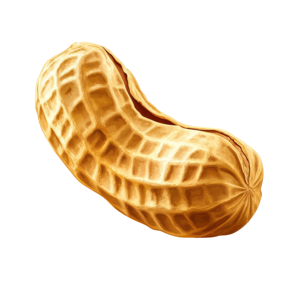 Whole peanut isolated on a transparent Transparent background showcasing its unique texture and color variations, peanut isolated on transparent background png