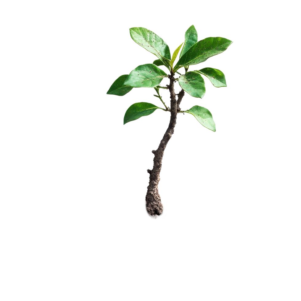 Closeup view of a resilient plant thriving in dry cracked soil under challenging conditions, Closeup view plant growing in dry land isolated on Transparent background png