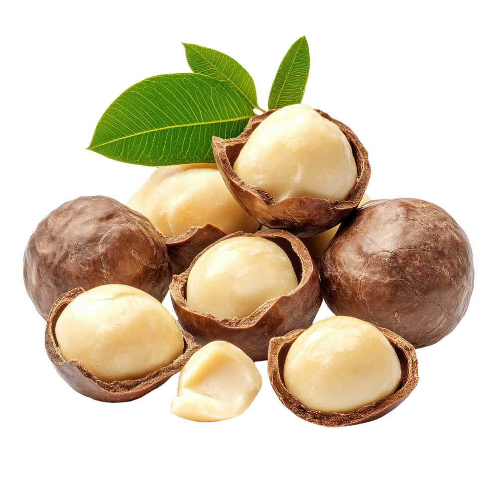 Macadamia nuts in their shells with green leaves on a Transparent background, macadamia nuts isolated on background png
