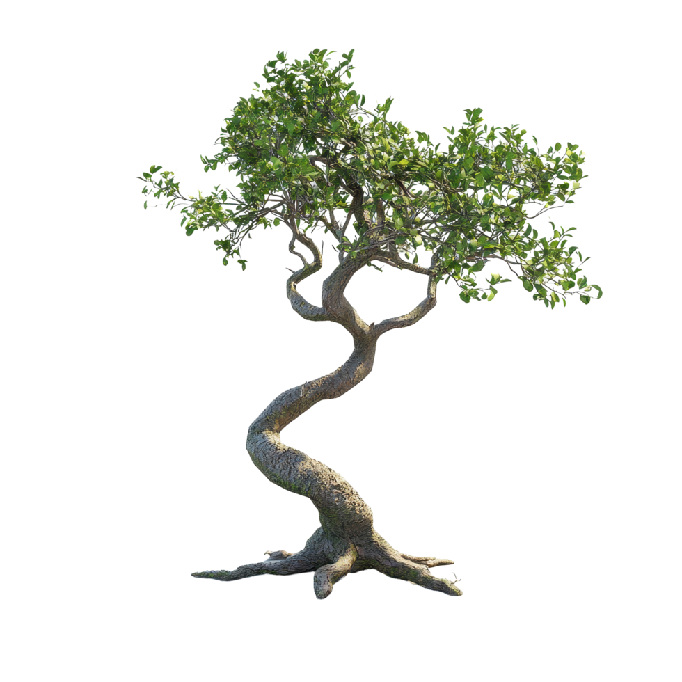 Non tree with twisted trunk and lush foliage isolated on a Transparent background for display and design purposes, Non isolated on background png