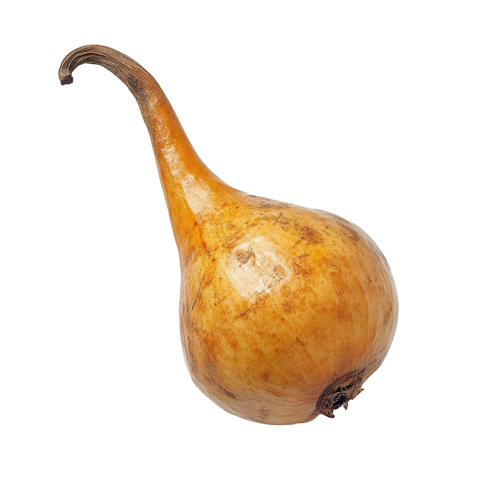 Unique long gong fruit Lansium parasiticum displayed on a Transparent background showcasing its distinctive shape, Long Gong fruit Lansium parasiticum on background png