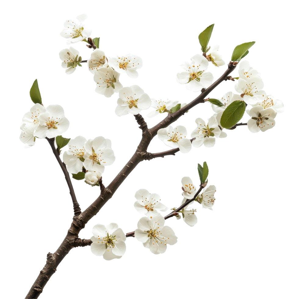 Beautiful white flowering branch isolated on Transparent background showcasing springs beauty and vitality, Picture branch with many flowers isolated on background png